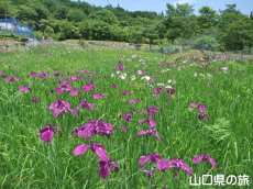 �����̃m�n�i�V���E�u�����n