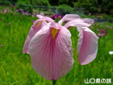 稔畑のノハナショウブ自生地