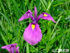 稔畑のノハナショウブ自生地