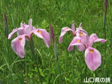 �����̃m�n�i�V���E�u�����n