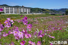 �m�ې�͐�~�̃R�X���X