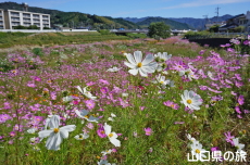 仁保川河川敷のコスモス