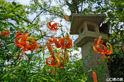 �k�����{�̃I�j����