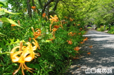 ���I�����{�̃I�j����