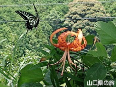 �I�j�����ƃA�Q�n��