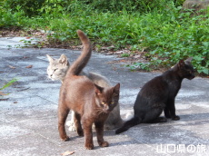 ������̂ɂ�񂱂���