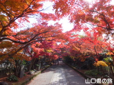 龍福寺の紅葉