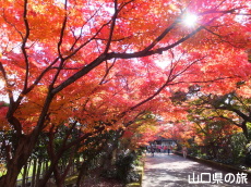 龍福寺の紅葉