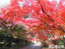 龍福寺の紅葉