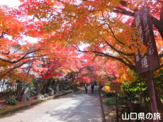 龍福寺の紅葉