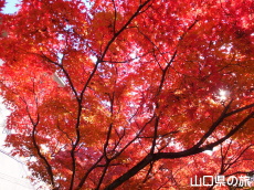 龍福寺の紅葉