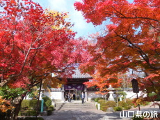 龍福寺の紅葉