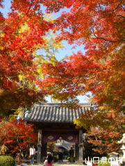 龍福寺の紅葉