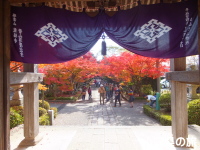 龍福寺の紅葉