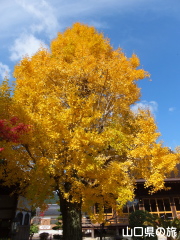 龍福寺の紅葉