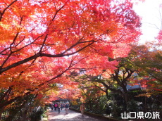 龍福寺の紅葉