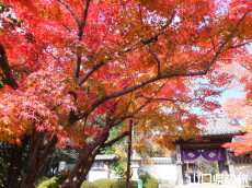 龍福寺の紅葉