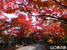 龍福寺の紅葉