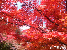龍福寺の紅葉