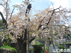 泉福寺のオゴオリザクラ