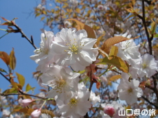 オゴオリザクラ