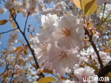 オゴオリザクラ