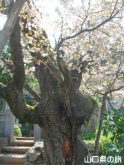 オゴオリザクラ