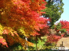 両足寺の紅葉
