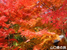 両足寺の紅葉
