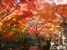 両足寺の紅葉