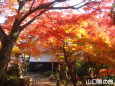 両足寺の紅葉