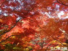 両足寺の紅葉