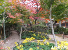 両足寺のつわぶき