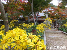 両足寺のつわぶき