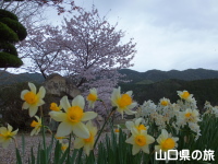 小鯖八幡宮の桜と水仙