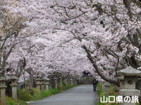 小鯖八幡宮の桜並木