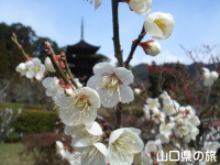 香山公園の梅