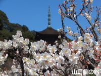 香山公園の梅
