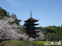 香山公園の桜