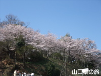 香山公園の桜