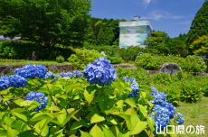 令和の大改修と紫陽花