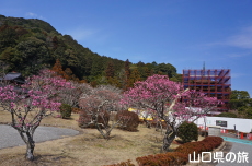 香山公園の梅(令和の大改修)