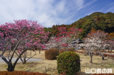香山公園の梅(令和の大改修)