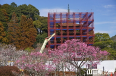 香山公園の梅(令和の大改修)