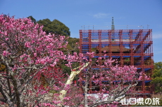 香山公園の梅(令和の大改修)
