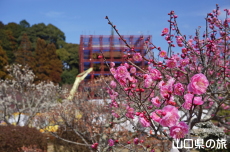 香山公園の梅(令和の大改修)