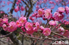 香山公園の梅(令和の大改修)