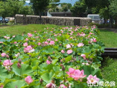 �R����w�̑��n�X