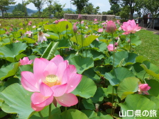 �R����w�̑��n�X