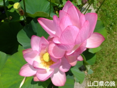 �R����w�̑��n�X